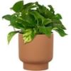Mainstays 8-Inch Petra Terra Round Planter, Lightweight Terracotta-Style Pot for Indoor and Outdoor Use