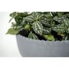 Better Homes & Gardens 8-Inch Thalea Grey Ceramic Scalloped Bowl Planter with Wood Stand, Indoor Decorative Pot